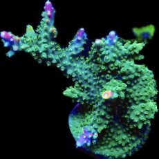WYSIWYG 22H Rainbow Staghorn Frag Extra Large