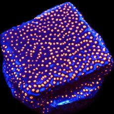 WYSIWYG 15B Superman Montipora