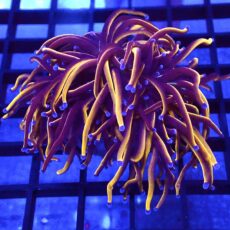 WYSIWYG 24K Torch Euphyllia 9