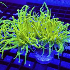 WYSIWYG Ultra Metallic Blue Tip Torch Euphyllia Triple Head 33