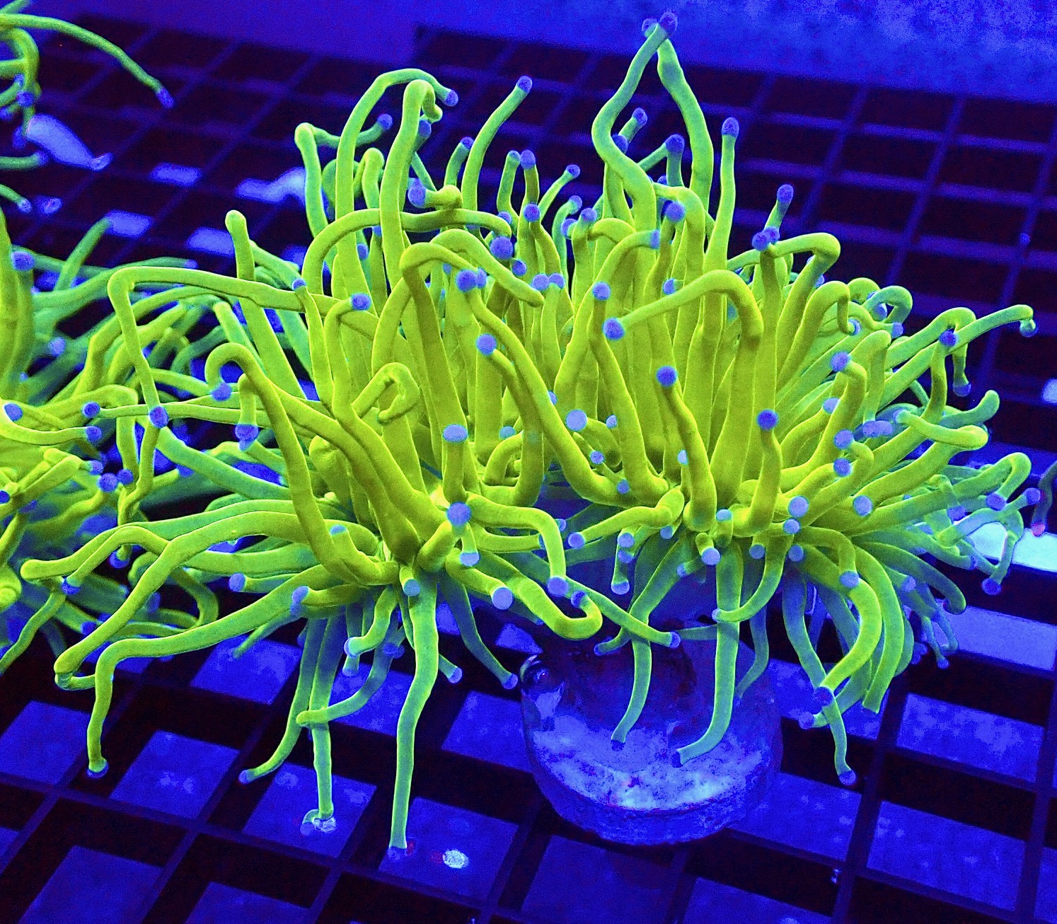 WYSIWYG Ultra Metallic Blue Tip Torch Euphyllia Double Head 24