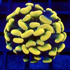 WYSIWYG Gold / Lime Hologram Branching Hammer 15
