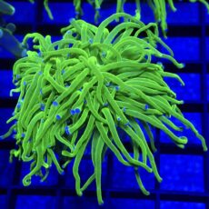 WYSIWYG Ultra Metallic Blue Tip Torch Euphyllia Double Head 38