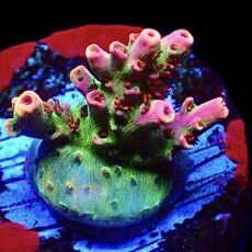 WYSIWYG 13H Dragon's Breath Acropora Frag