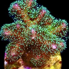 WYSIWYG M8 Sparkling Tinsel Pocillopora