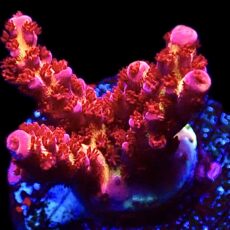 WYSIWYG 14E PC Rainbow Acropora Frag