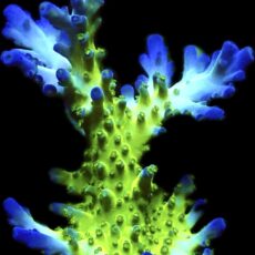 WYSIWYG M6 Violet Venom Acropora Frag Extra Large
