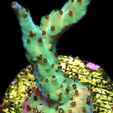 WYSIWYG 18G Pearlberry Acropora Frag