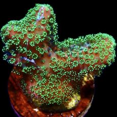 WYSIWYG 25A Ultra Neon Fluorescent Stylophora Frag