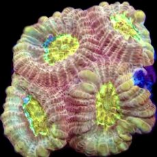 WYSIWYG 31G Moon Dust Favia Frag