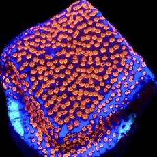WYSIWYG 9C Superman Montipora
