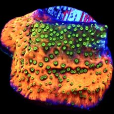 WYSIWYG 13C Tropic Thunder Montipora Frag