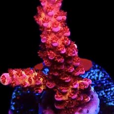WYSIWYG 22E PC Rainbow Acropora Frag