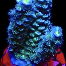WYSIWYG 23D Acropora Tenius Frag
