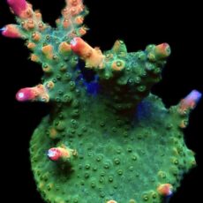 WYSIWYG 26H Rainbow Staghorn Frag Extra Large