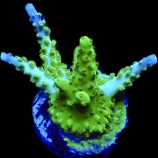 WYSIWYG 22H Blue/ Lime Staghorn Acropora