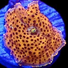 WYSIWYG 35B Ultra Discosoma Mushroom