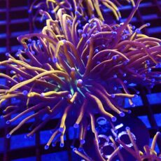 WYSIWYG 24K Torch Euphyllia Double Head 85