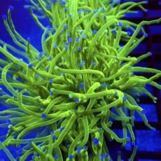WYSIWYG Ultra Metallic Blue Tip Torch Euphyllia Double Head 38
