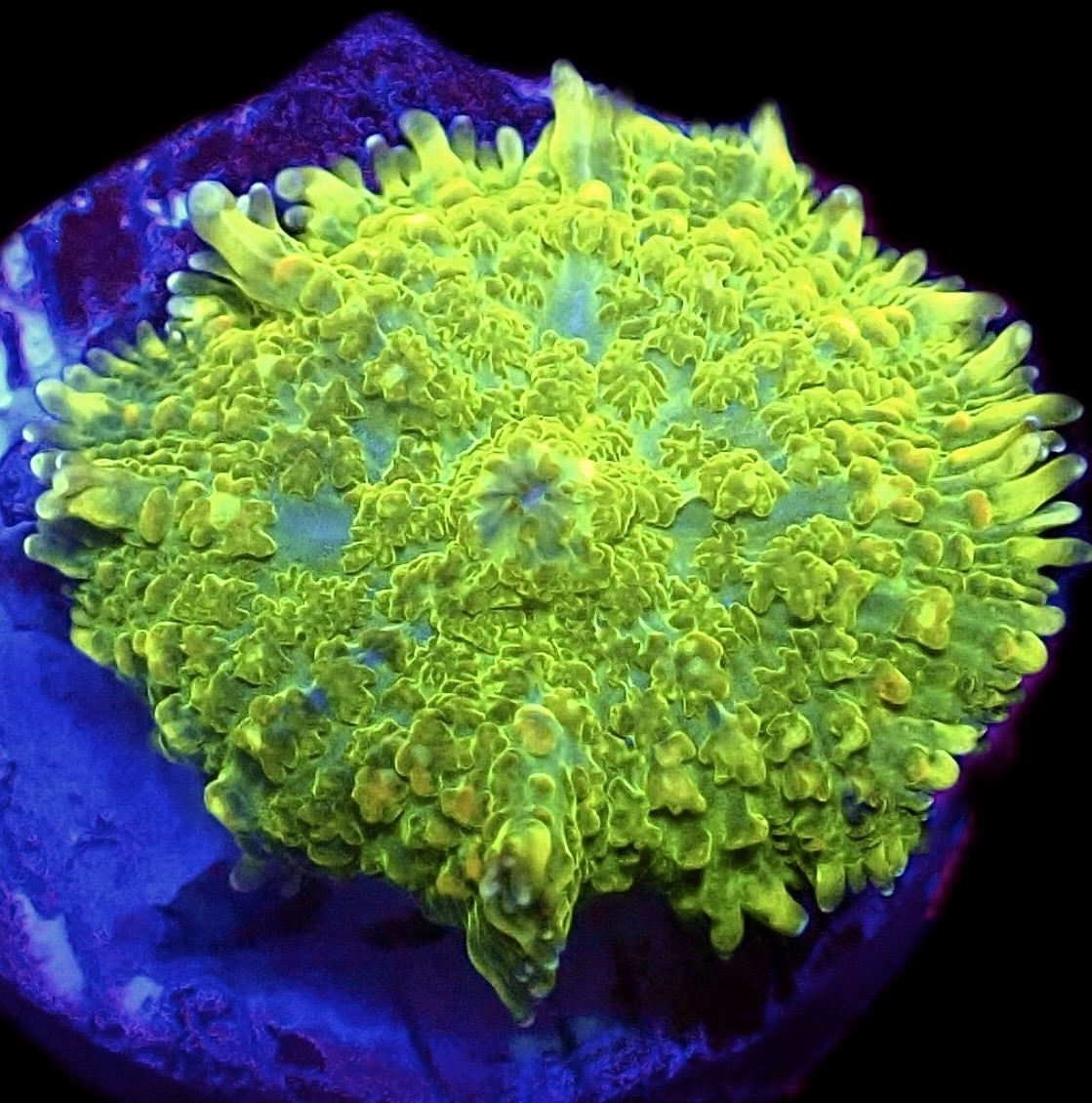 WYSIWYG 35i Ultra Rhodactis Mushroom