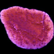 WYSIWYG 9B Purple Plating Montipora Frag