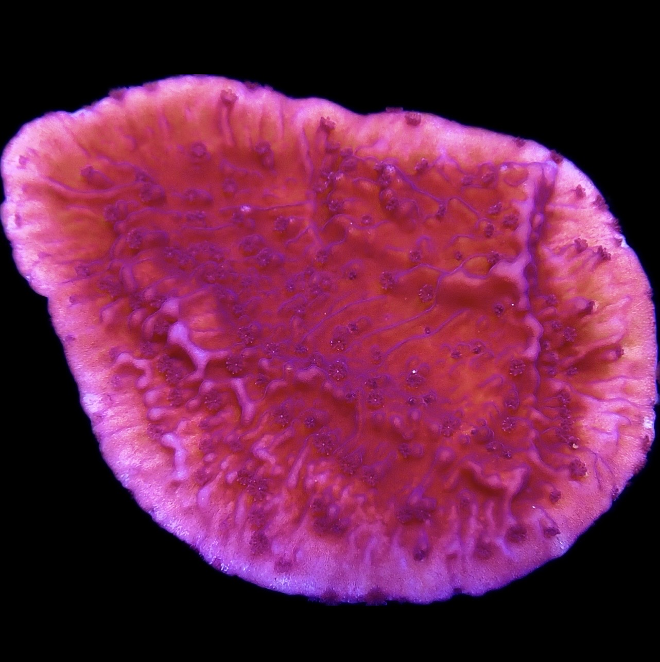 WYSIWYG 9B Purple Plating Montipora Frag