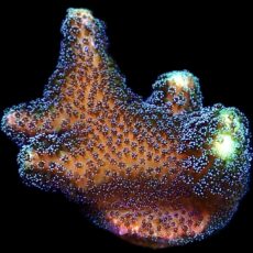 WYSIWYG 16C Purple Stylophora Milka Extra Large
