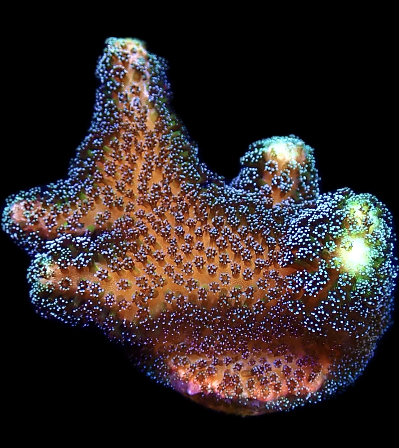 WYSIWYG 16C Purple Stylophora Milka Extra Large