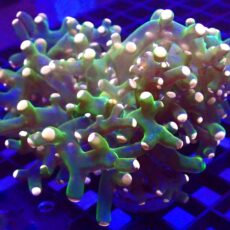 WYSIWYG Ultra Orange Tip Emerald Frogspawn 53