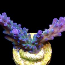 WYSIWYG 14C Electric Miyagi Tort Acropora Frag Large