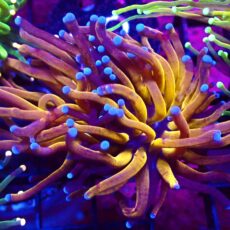 WYSIWYG Tiger Torch Euphyllia 99