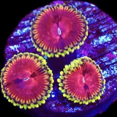 WYSIWYG T50 Pirates Blood Zoanthid Frag