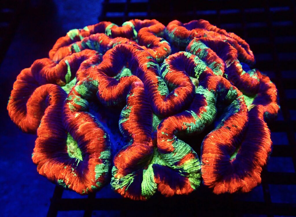 WYSIWYG Australian Master Grade Rainbow Trachyphyllia XXL ( 150mm )