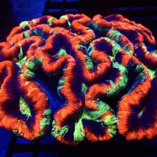 WYSIWYG Australian Master Grade Rainbow Trachyphyllia XXL ( 150mm )