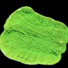 WYSIWYG 7A Toxic Lime Plating Montipora Frag Large