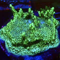WYSIWYG L1 Tabling Berry Blast Granulosa (110mm Colony)