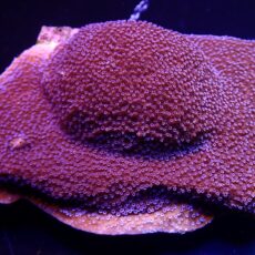 WYSIWYG L2 Purple Haze Montipora (100mm Colony)