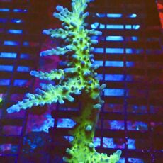 WYSIWYG L2 Electric Miyagi Tort Acropora 120mm Colony