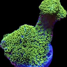 WYSIWYG 31D Ultra Neon Fluorescent Stylophora Frag