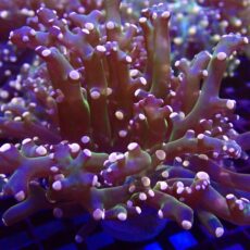 WYSIWYG Ultra Orange Tip Emerald Frogspawn 53