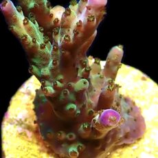 WYSIWYG 19F Pearlberry Acropora Frag