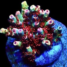 WYSIWYG 10D Dragon's Breath Acropora Frag