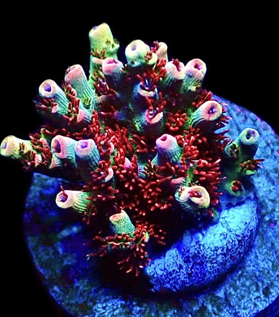 WYSIWYG 10D Dragon's Breath Acropora Frag