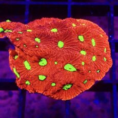 WYSIWYG 33E Cherry / Lime War Coral Frag Large