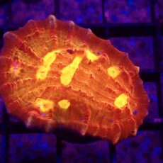 WYSIWYG 34A Iron Man Chalice Frag