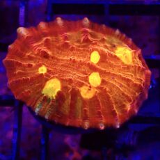 WYSIWYG 34B Iron Man Chalice Frag