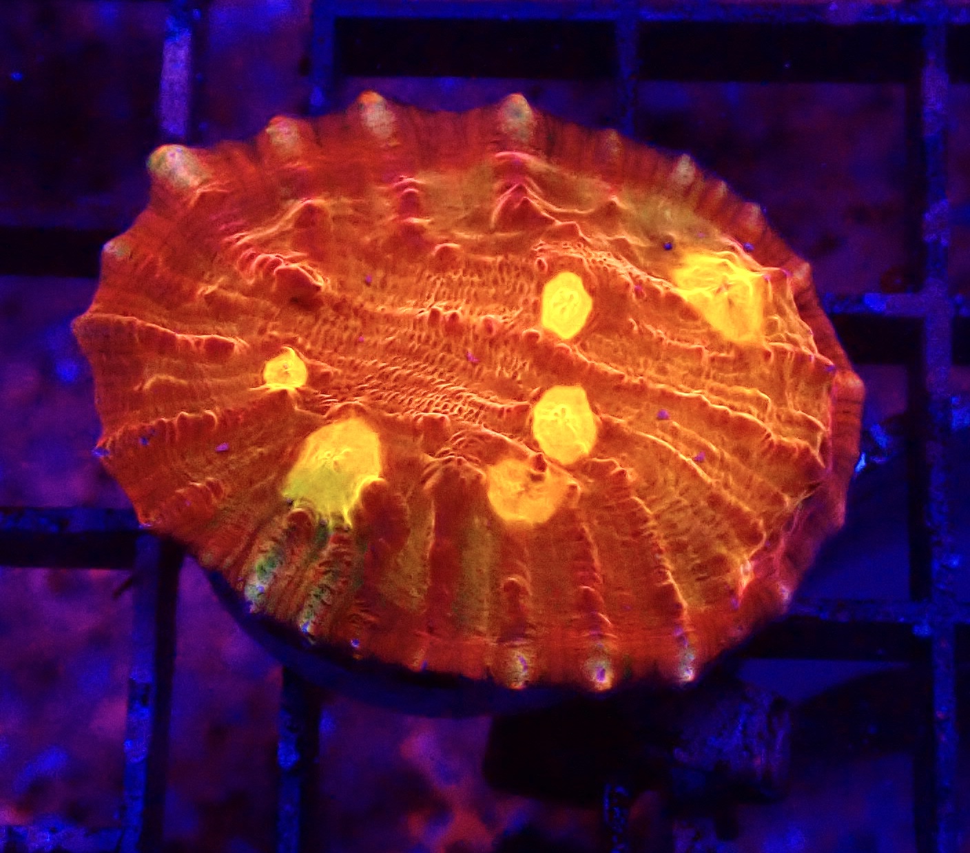 WYSIWYG 34B Iron Man Chalice Frag