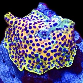 WYSIWYG 30A Blue Spotted Discosoma Mushroom