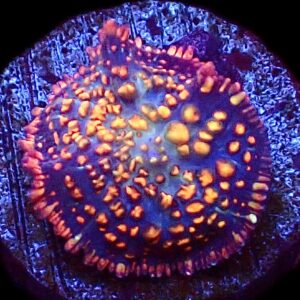 WYSIWYG 31A Ultra Rhodactis Mushroom