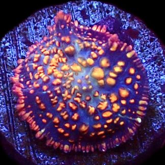 WYSIWYG 31A Ultra Rhodactis Mushroom